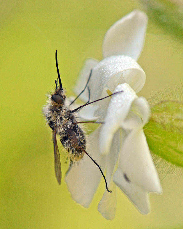 Bombyliidae in esame